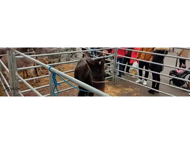52451_feria-de-mora.webp